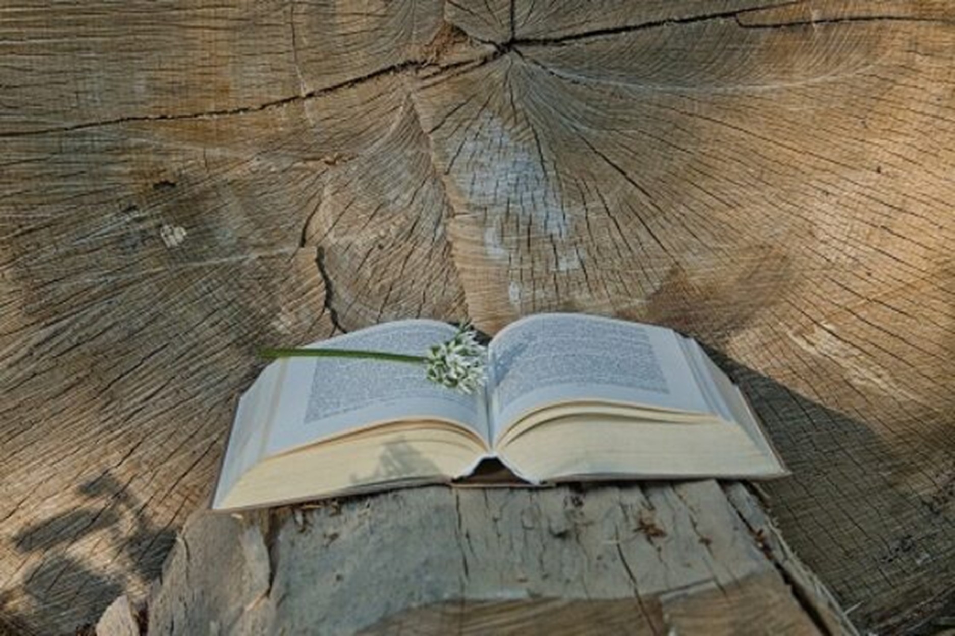 Individuelle Trauerrede von Samsara Bestattungen – persönlich und authentisch