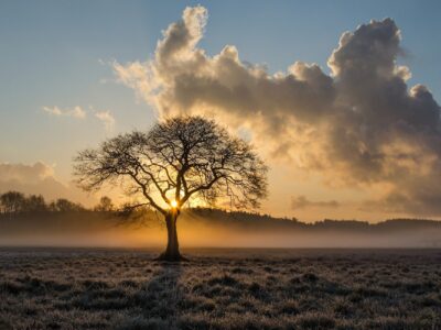 tree of life baumbestattung friedwald waldbestattung günstig billig modern bestatter magdeburg