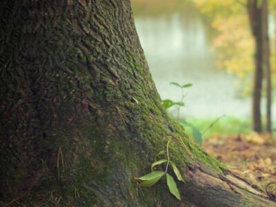 Friedwald Bestattung Waldbestattung Magdeburg